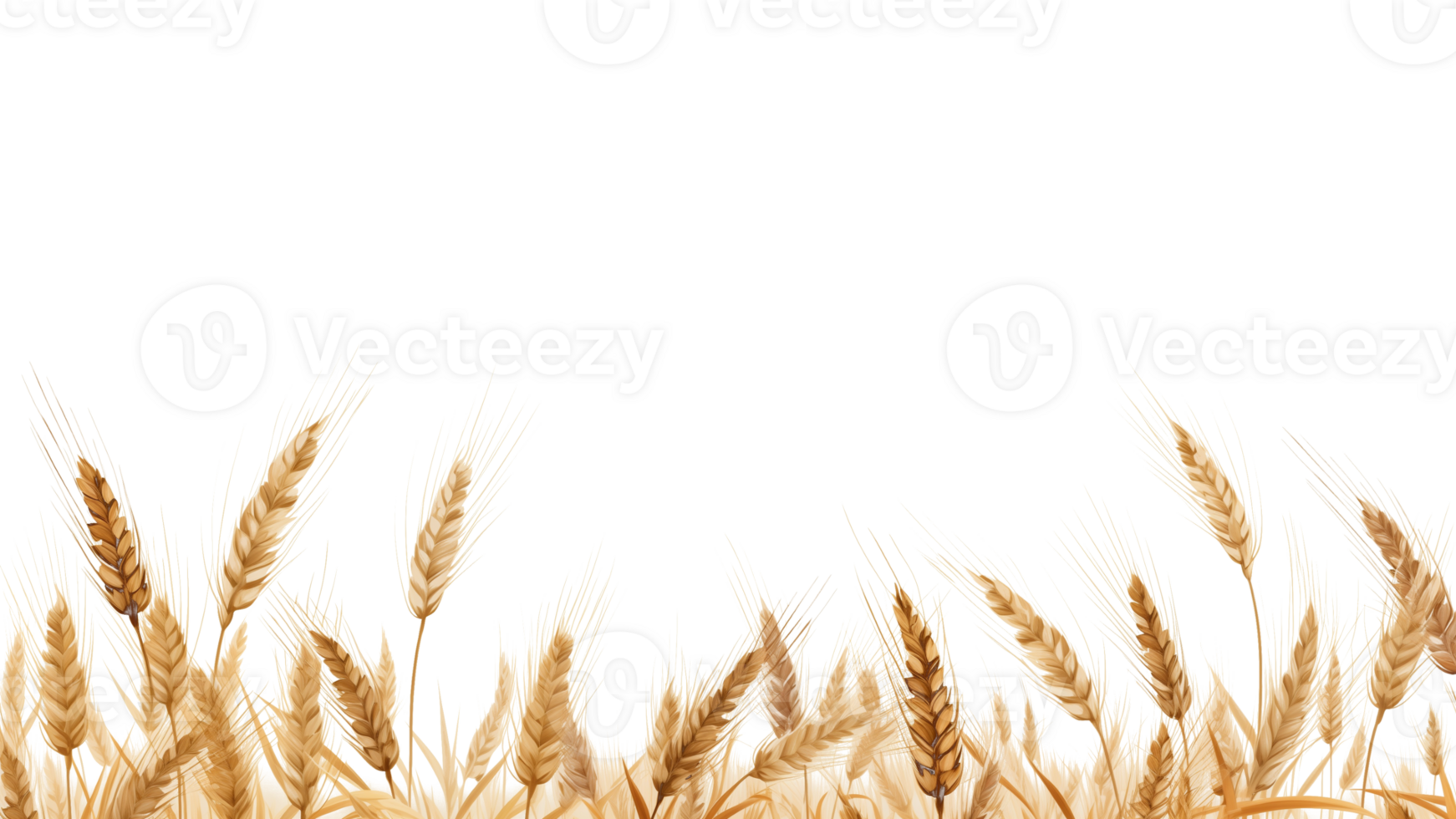 AI generated Wheat field cut out. Field of wheat on transparent background png