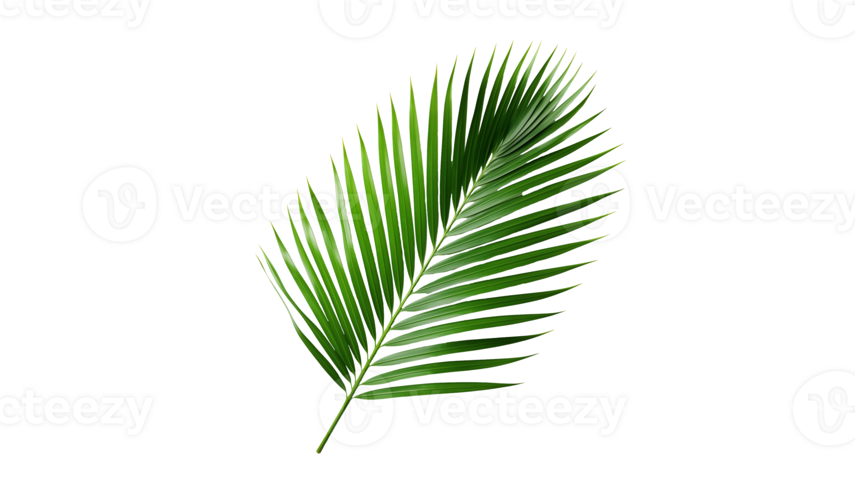 AI generated Palm tree leaf cutout. Green palm tree leaf on transparent background png