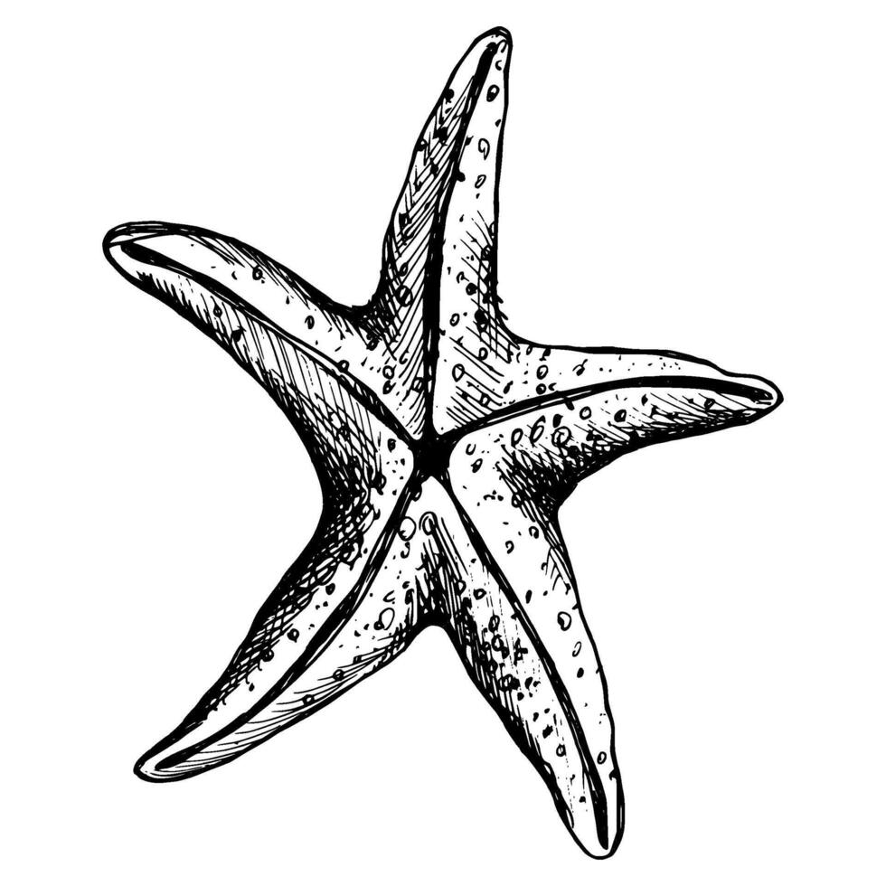 Underwater world clipart with starfish. Graphic illustration hand drawn in black ink. Isolated object EPS vector. vector