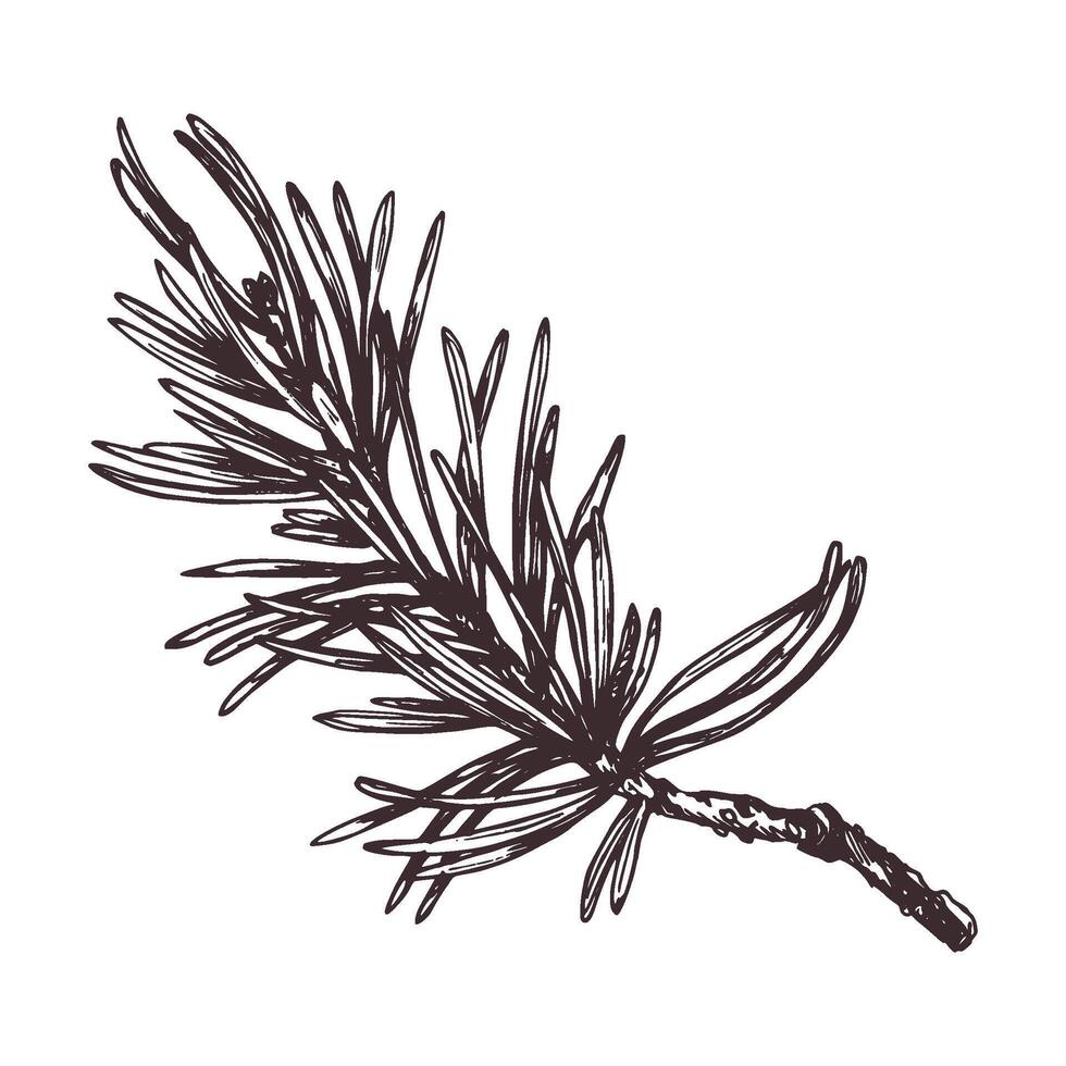 Pine branch with needles, forest plants for summer, autumn, winter and Christmas decor. Graphic botanical illustration hand drawn in brown ink. Isolated object vector