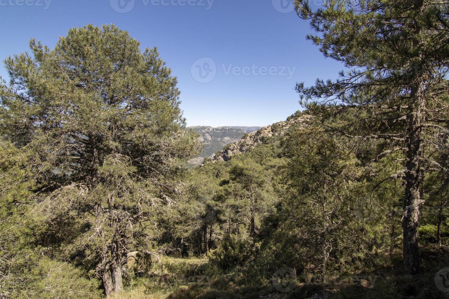 paisajes y caminos de el hermosa naturaleza de el sierra Delaware cazorla, jaén, España. naturaleza vacaciones concepto. foto