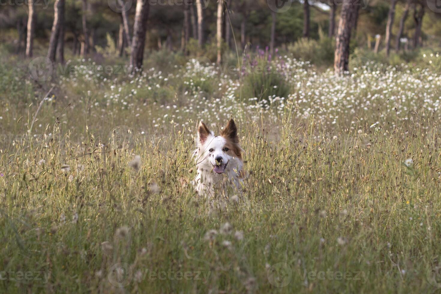 el más hermosa perro en el mundo. sonriente encantador adorable sable marrón y blanco frontera collie , al aire libre retrato con pino bosque antecedentes. considerado el más inteligente perro. foto