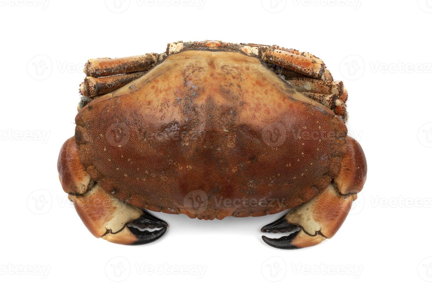 Big crab, Cancer pagurus , isolated on white background. Spanish food concept. In Spanish called ,Buey de Mar. photo