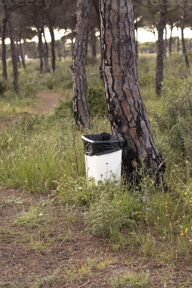 A garbage can in a pine forest. In concept of caring for the environment. photo