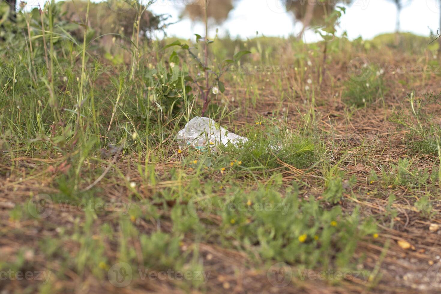 Garbage in nature, in a pine forest. Domestic pollution is becoming more serious, with an overpopulation. photo