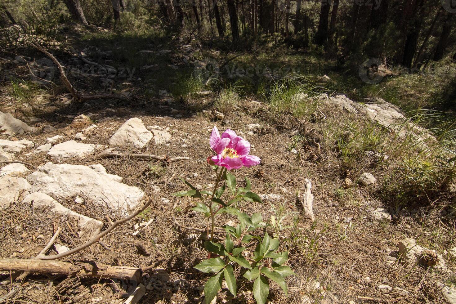 Pretty fuchsia wild flower in the beautiful nature of the Sierra de Cazorla, Jaen, Spain. photo