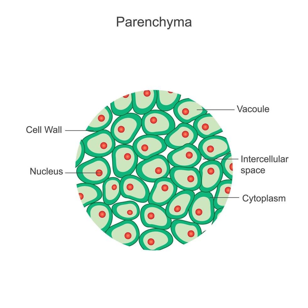 parénquima. esencial planta pañuelo de papel para fotosíntesis, almacenamiento, y estructural apoyo, encontró en hojas, tallos, y raíces. vector