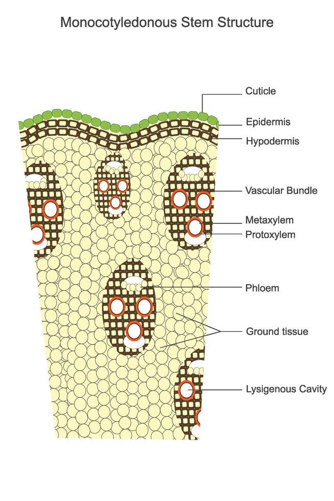 monocotiledóneas provenir. vascular manojos disperso, No secundario crecimiento, y un soltero cotiledón, típico de plantas me gusta pastos y lirios.botánica concepto. vector