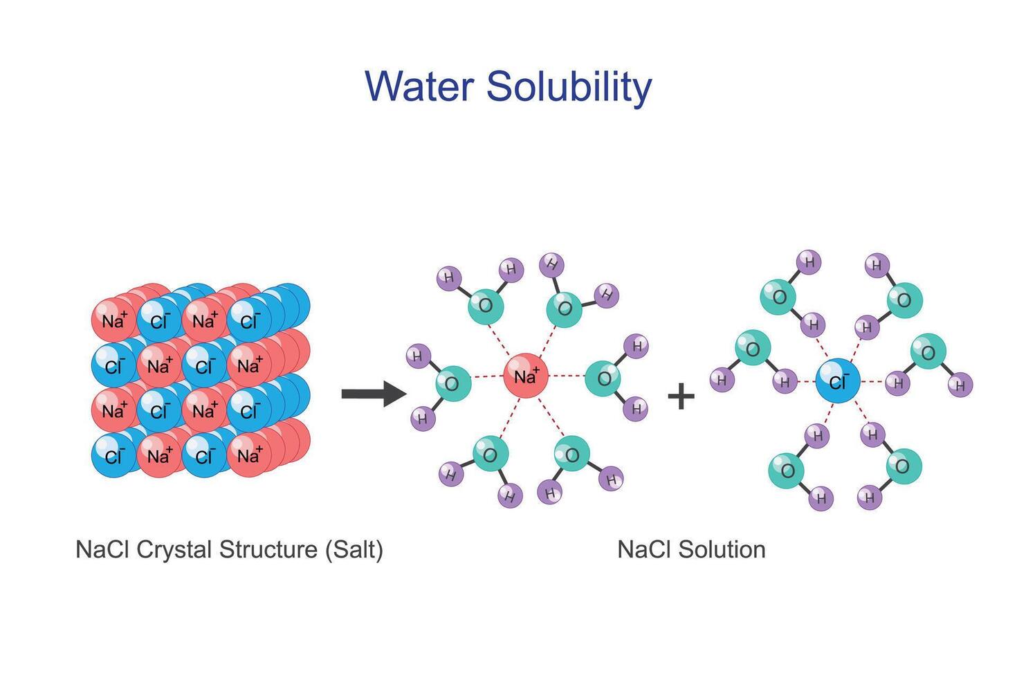 agua solubilidad de sodio cloruro nacl o sal. acuoso solución de hidratado cationes y hidratado aniones. química concepto. vector