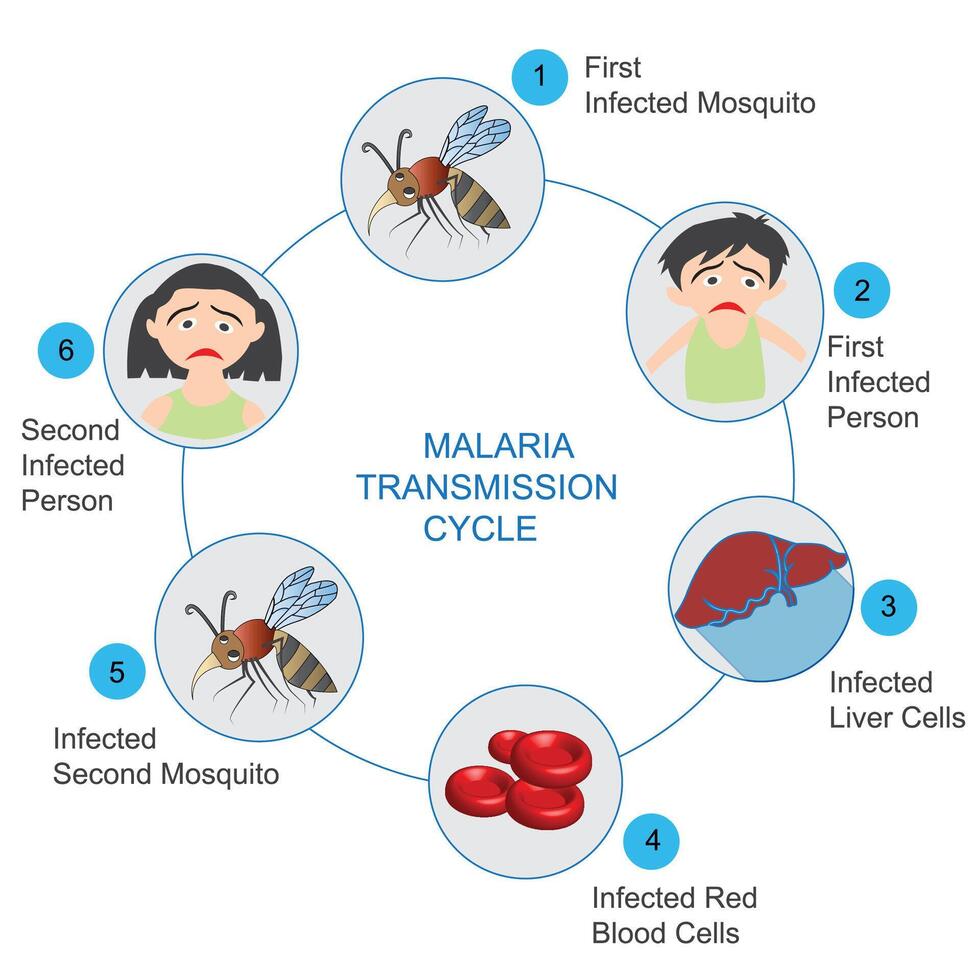 Malaria transmission cycle. Steps of infections in people with mosquito. vector