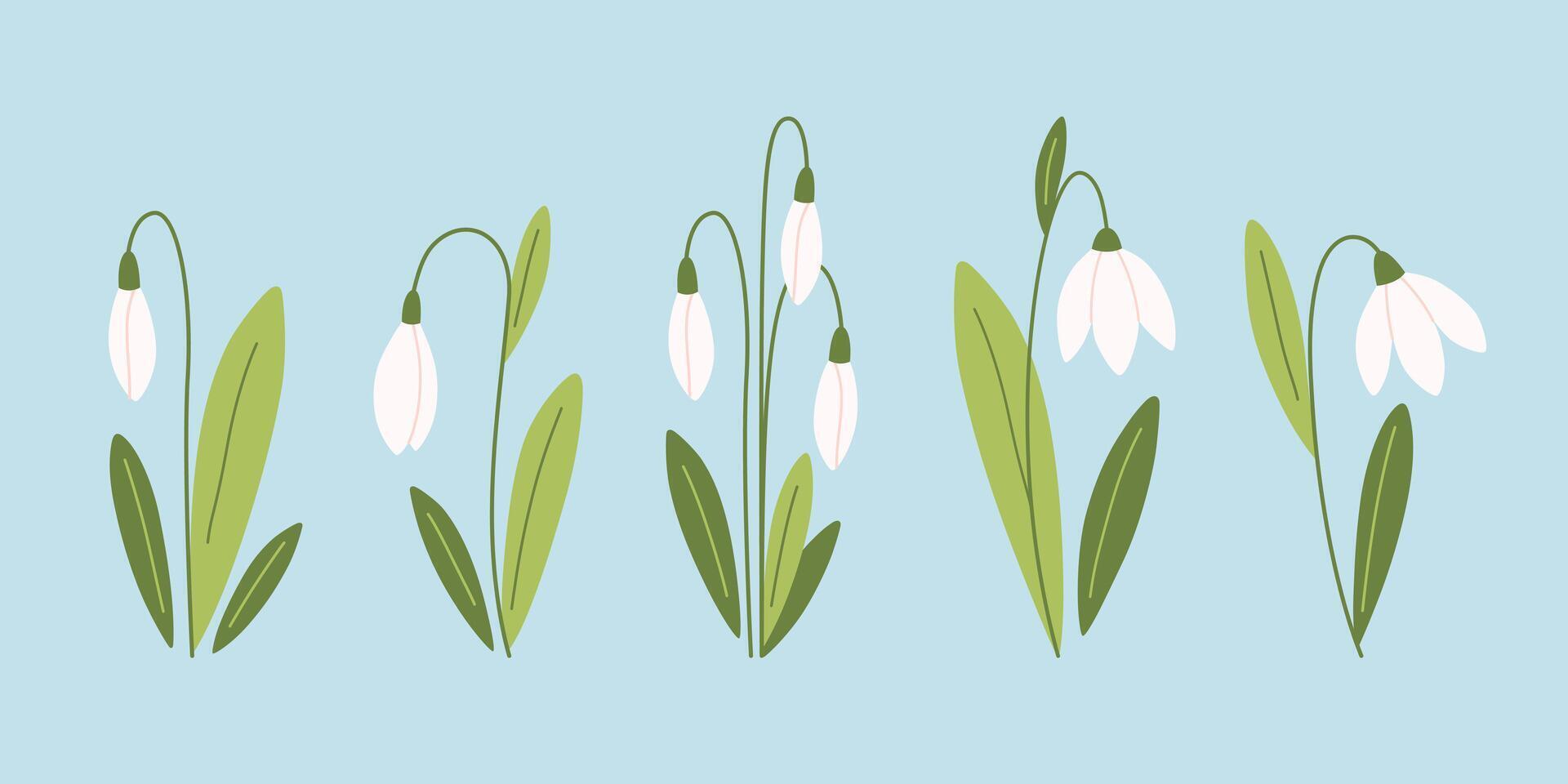 Snowdrop flowers collection. Spring flowers vector