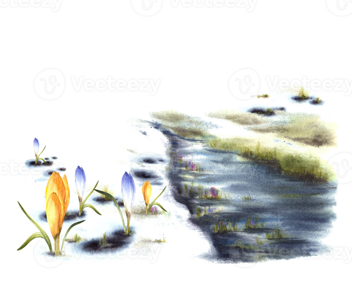 waterverf landschap aankomst van voorjaar primair planten bloemen, smelten sneeuw, stroom stroom, de eerste gras breken door de sneeuw. Pasen, voorjaar kaart hand- getrokken clip art achtergrond png