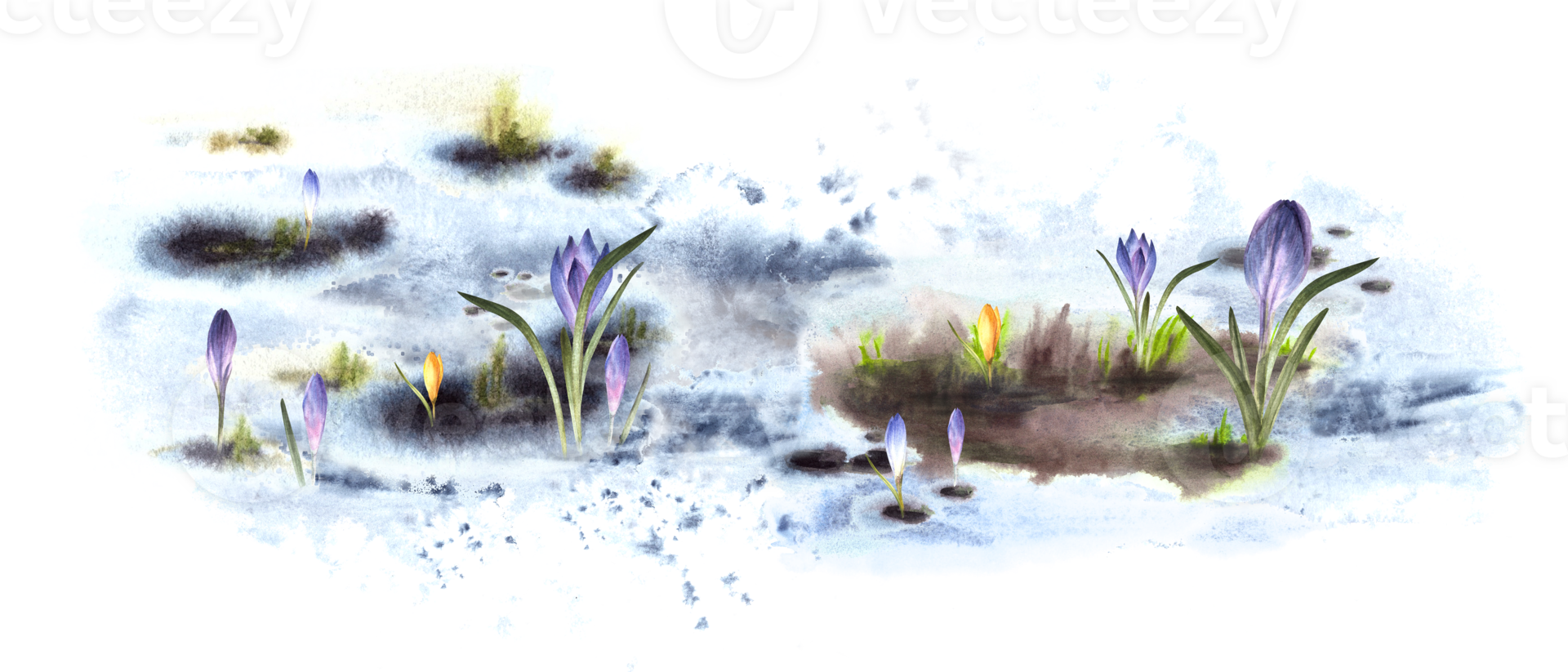 Watercolor hand drawn illustration spring meadow. Awakening of nature after winter Melting snow, primary plants, crocuses saffron snowdrops Flowers sprouting through the snow  background png