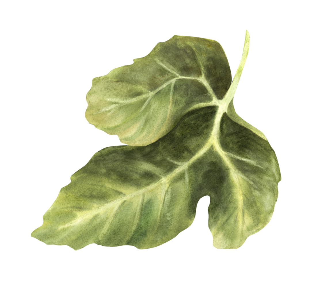 groen vers blad geplukt van een fig boom. plant, kruiden natuurlijk botanisch clip art voor kaart, label, sticker, prijs label, logo afdrukken hand- getrokken waterverf illustratie. png