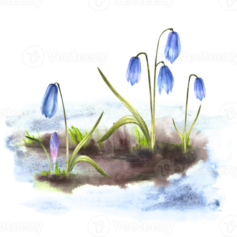 Watercolor painting primary flowers illustration Arrival of spring the awakening of nature Melting snow landscape blue squills, scilla, snowdrops Flowers sprouting through the snow background png