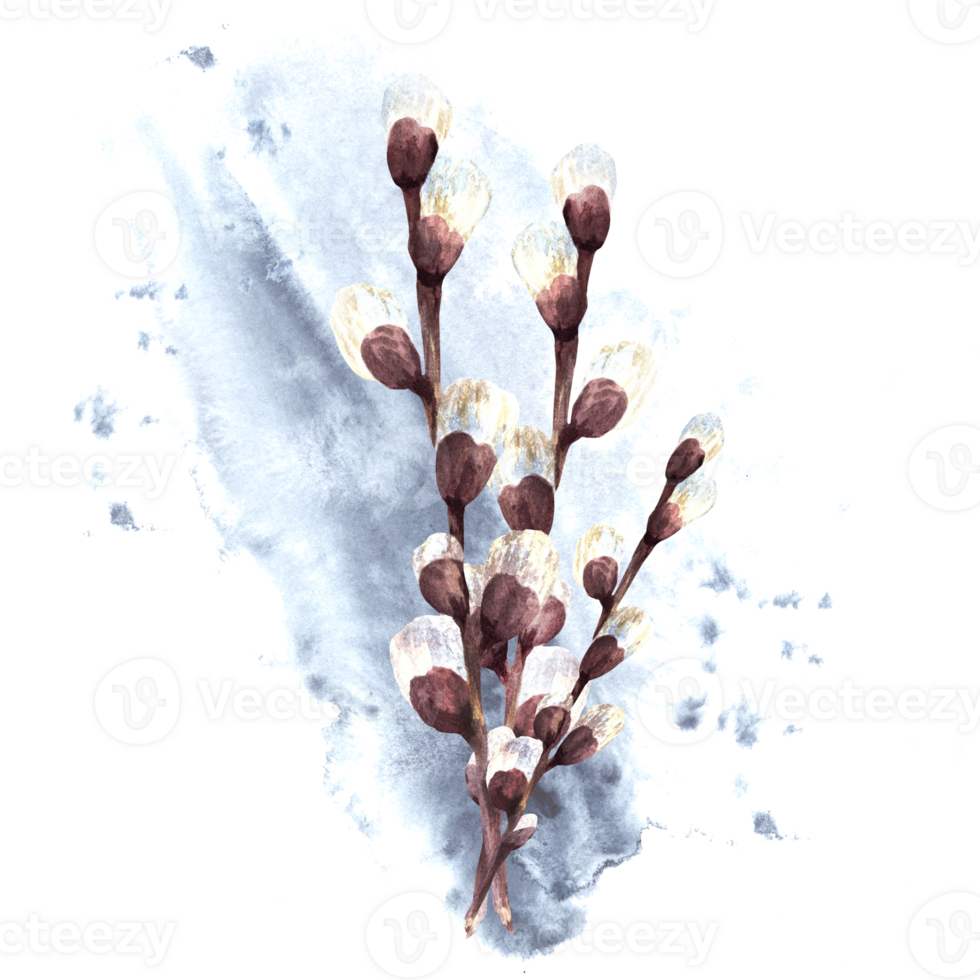 Watercolor bouquet of willow tree on background of watercolor stain and splashes. Spring branches. Easter decorations, Palm Sunday. Hand drawn watercolor illustration clipart png