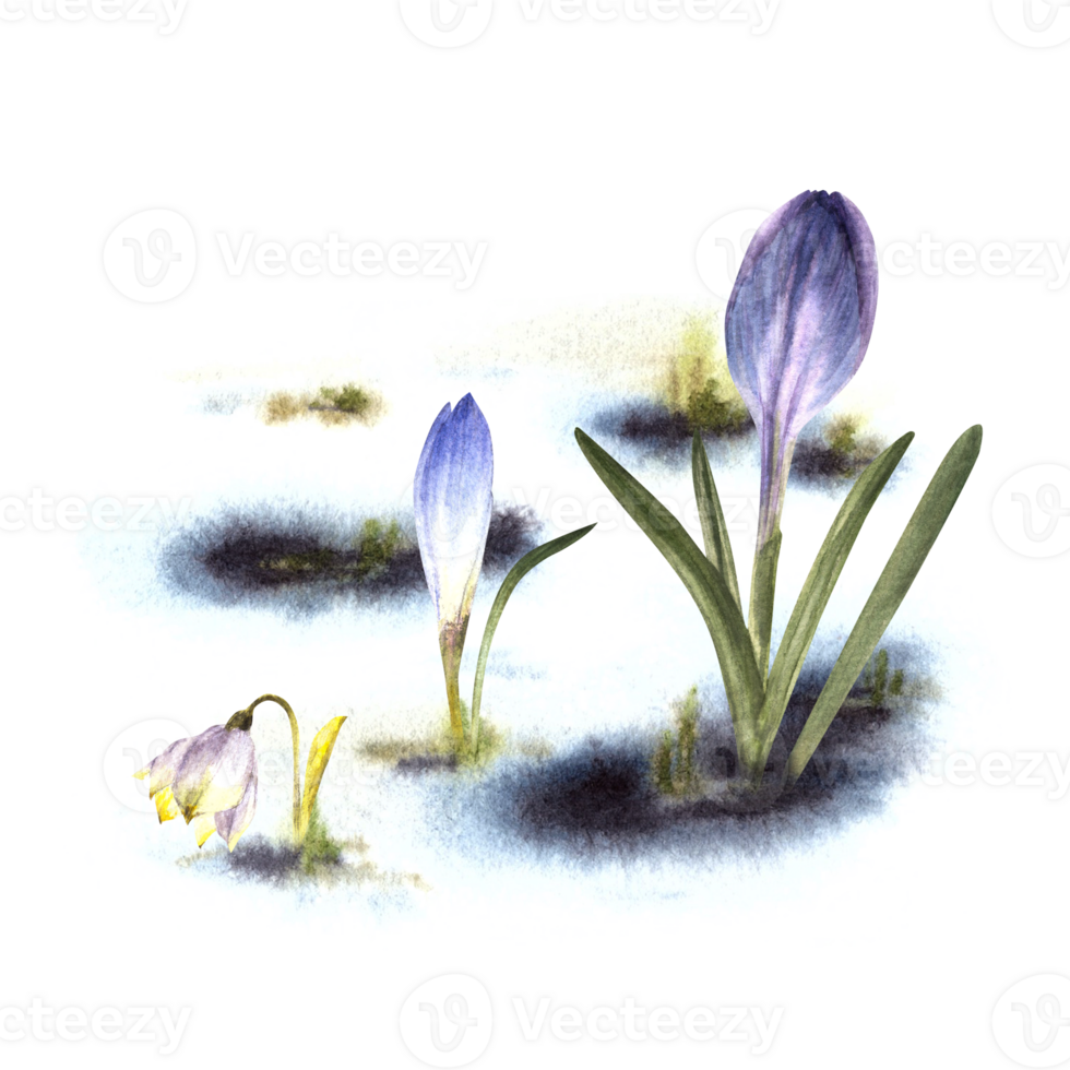 Primary flowers watercolor painted clipart illustration Arrival of spring Awakening of nature after winter Melting snow, yellow crocuses snowdrops sprouting through the snow  background png