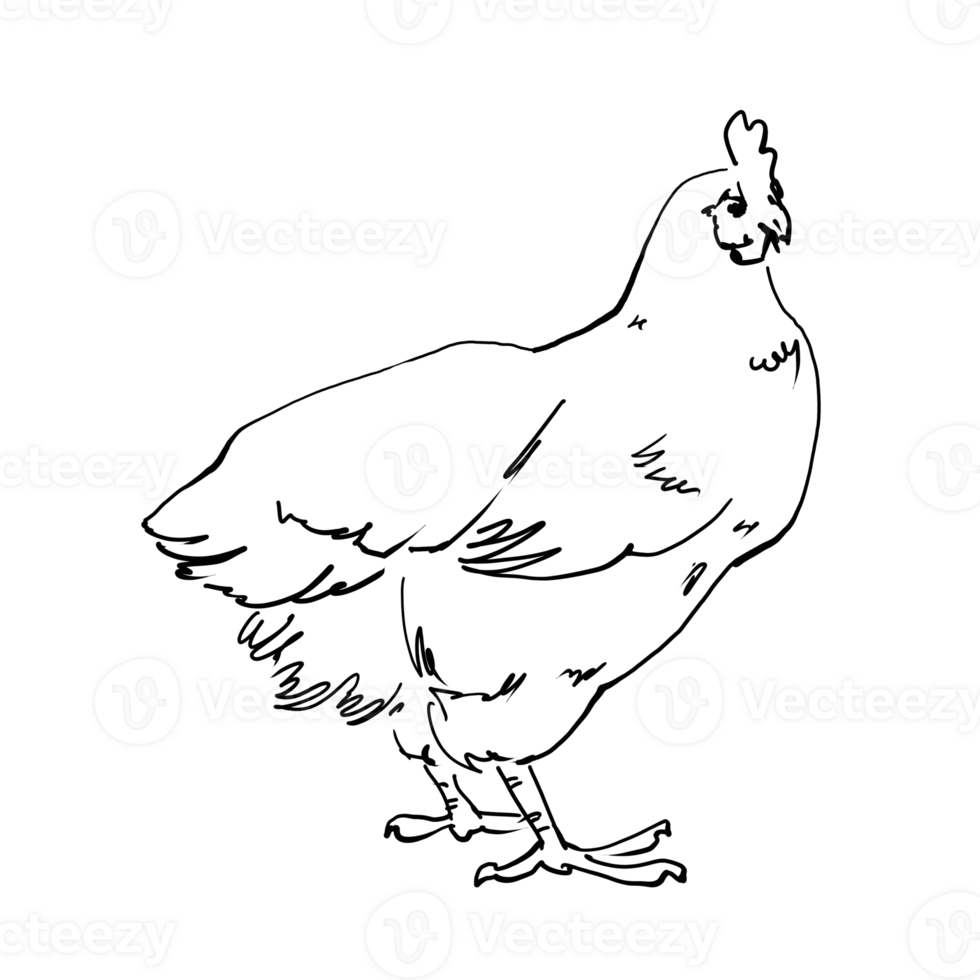 linear desenhando do uma frango. pedigree galinhas, galinhas para exposições. uma rápido à mão livre esboço. para impressão em pratos, roupas, objetos. para impressão em frango produtos, ovos, frango alimentar, etc. png