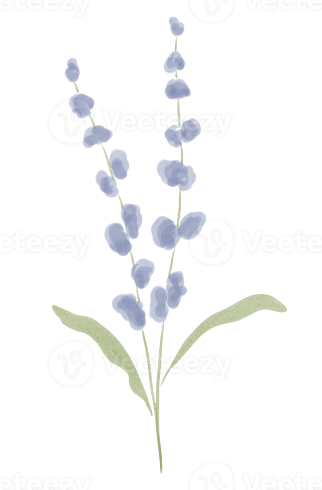 waterverf lavendel illustratie, digitaal schilderij png