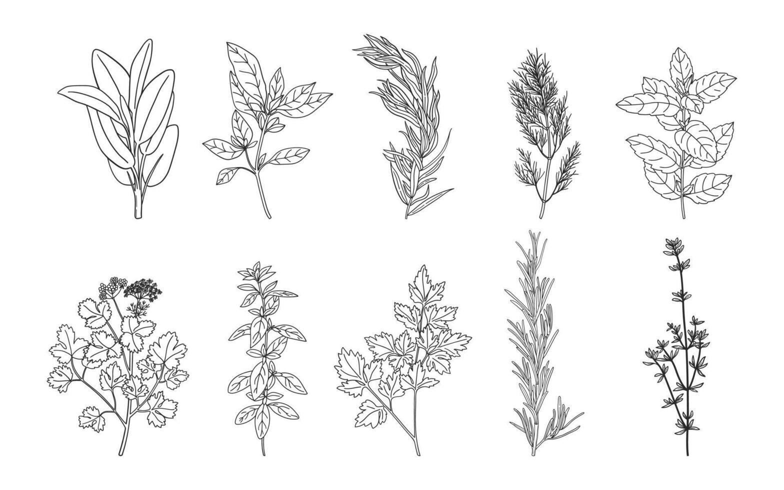 Hand drawn herbs and spices set. Sketch of natural culinary herbs. Botanical illustrations of aromatic plants vector