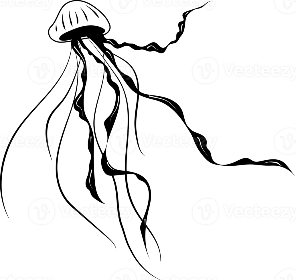 Line art one line jellyfish for decoration design png