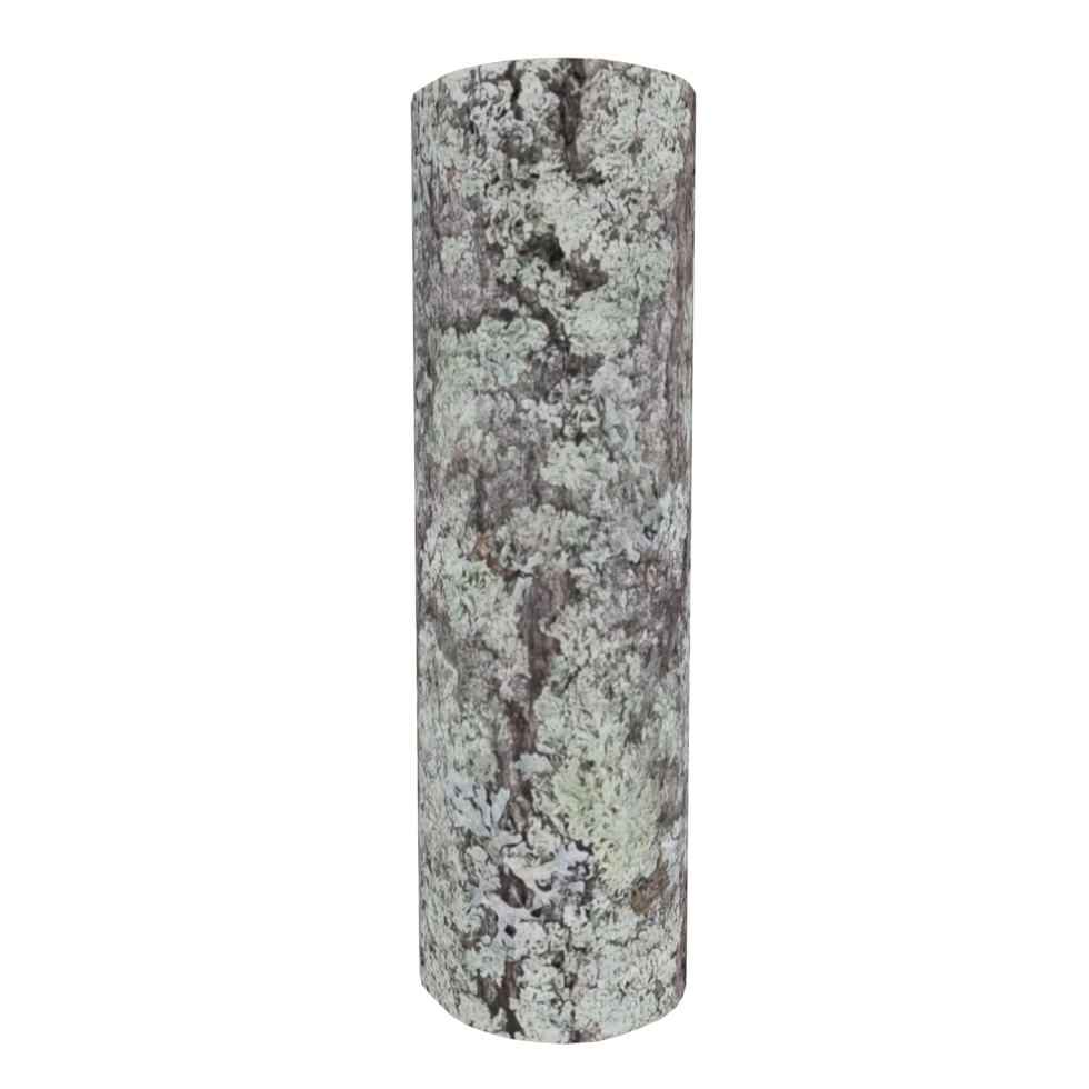 Wood log isolated on transparent png