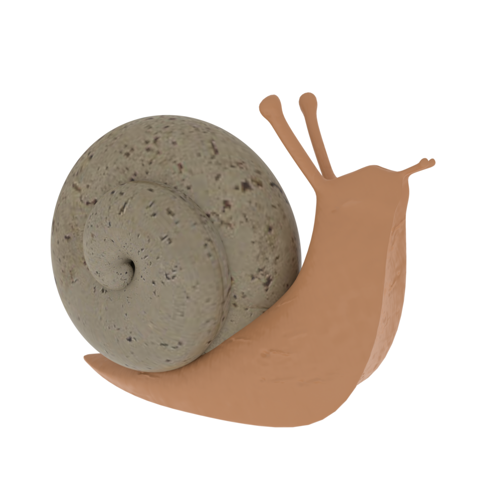 Snail isolated on transparent png