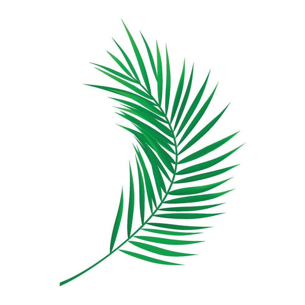 Palm tree leaves isolated on white background vector illustration