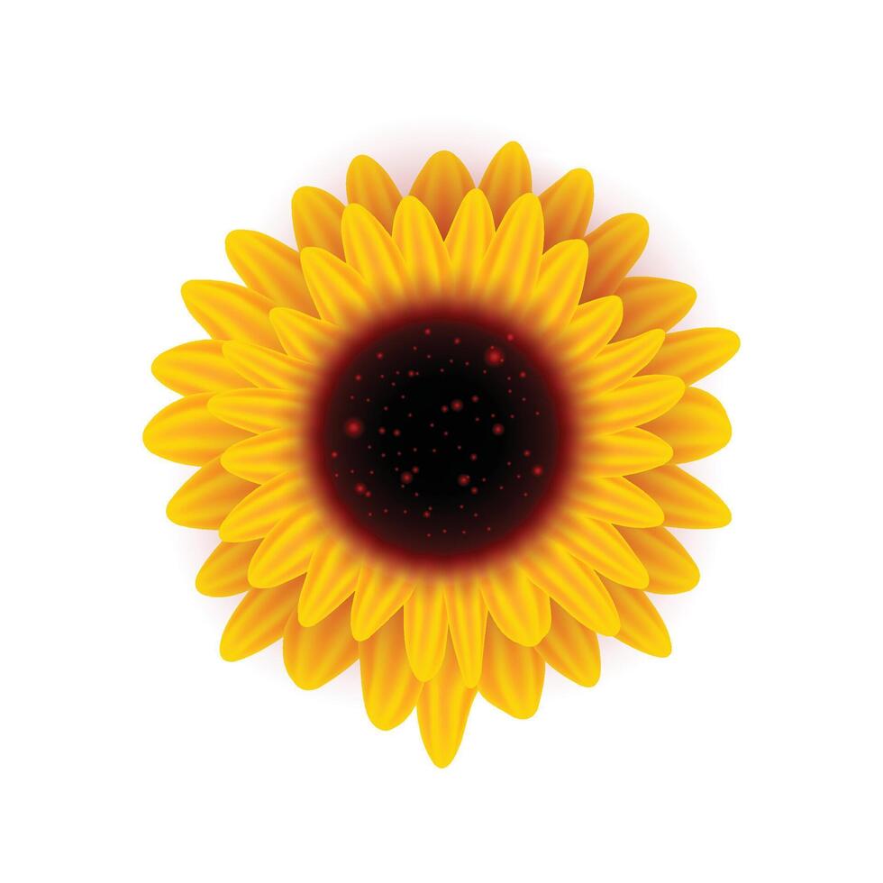 Vector yellow sunflower flower round bright inflorescence