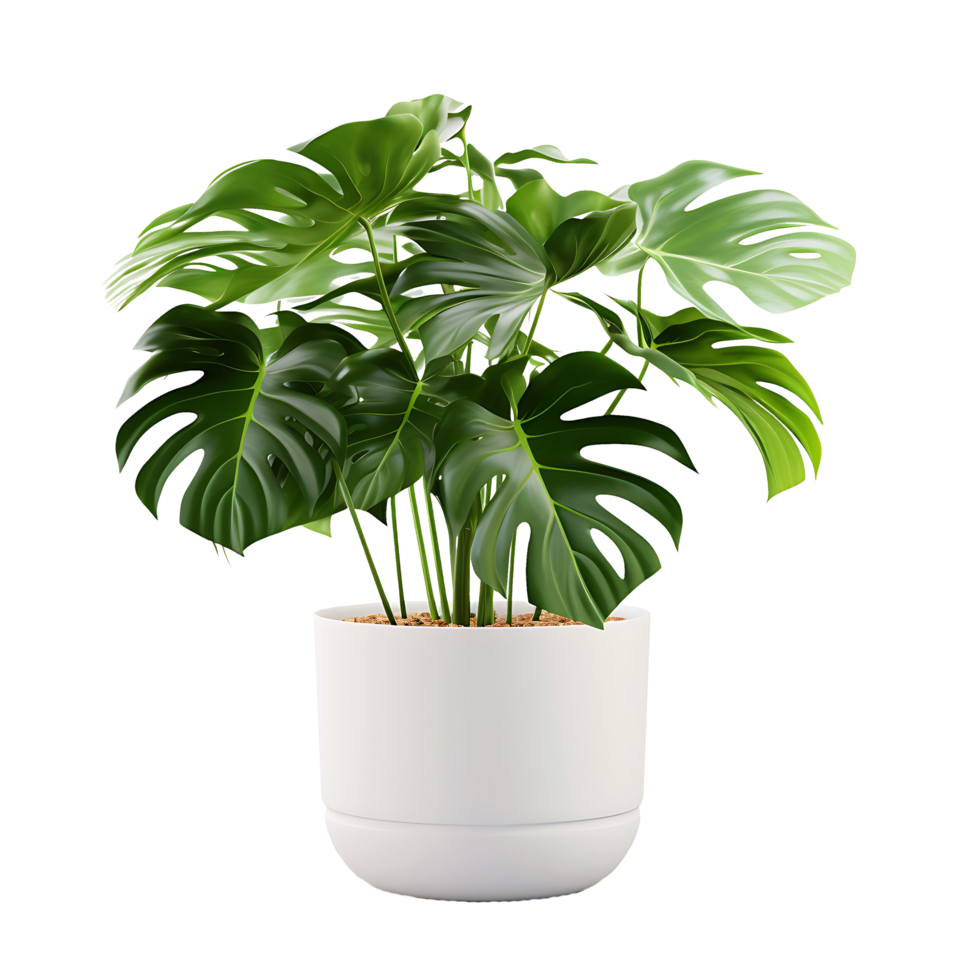 AI generated Close Perspective, Transparent Monstera Leaves in a Pot png