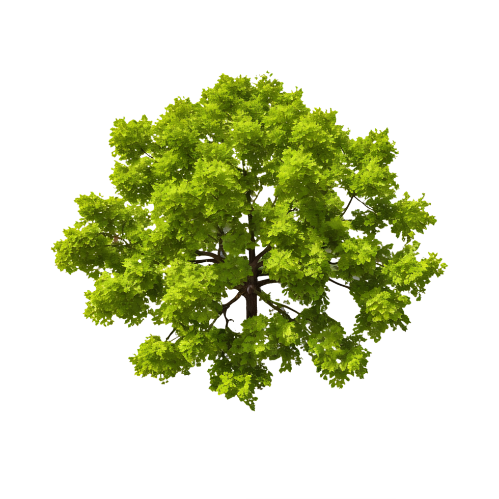 AI generated Elevated Serenity Top View Greenery with Transparency png