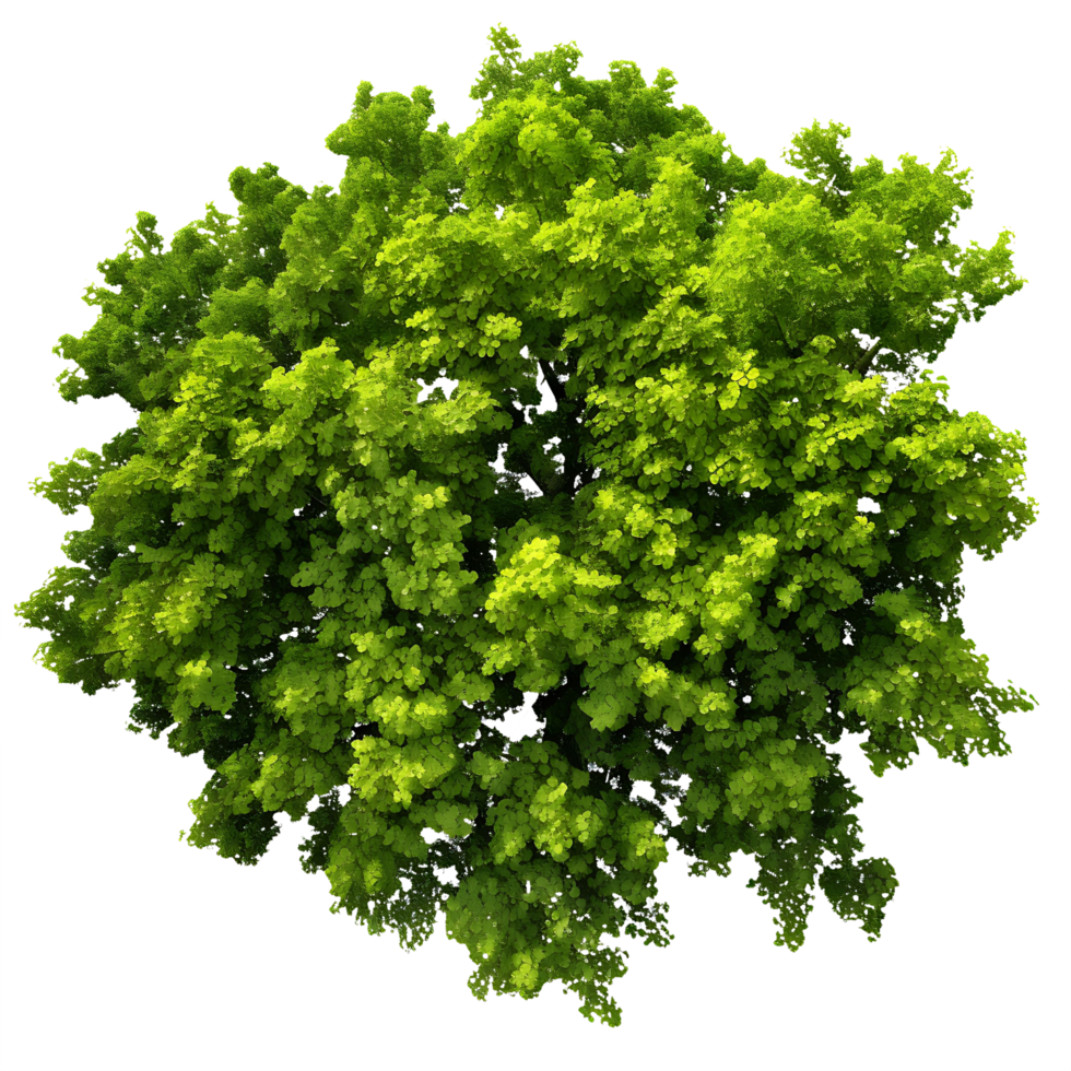 AI generated Overhead Perspective Transparent Trees and Greenery png