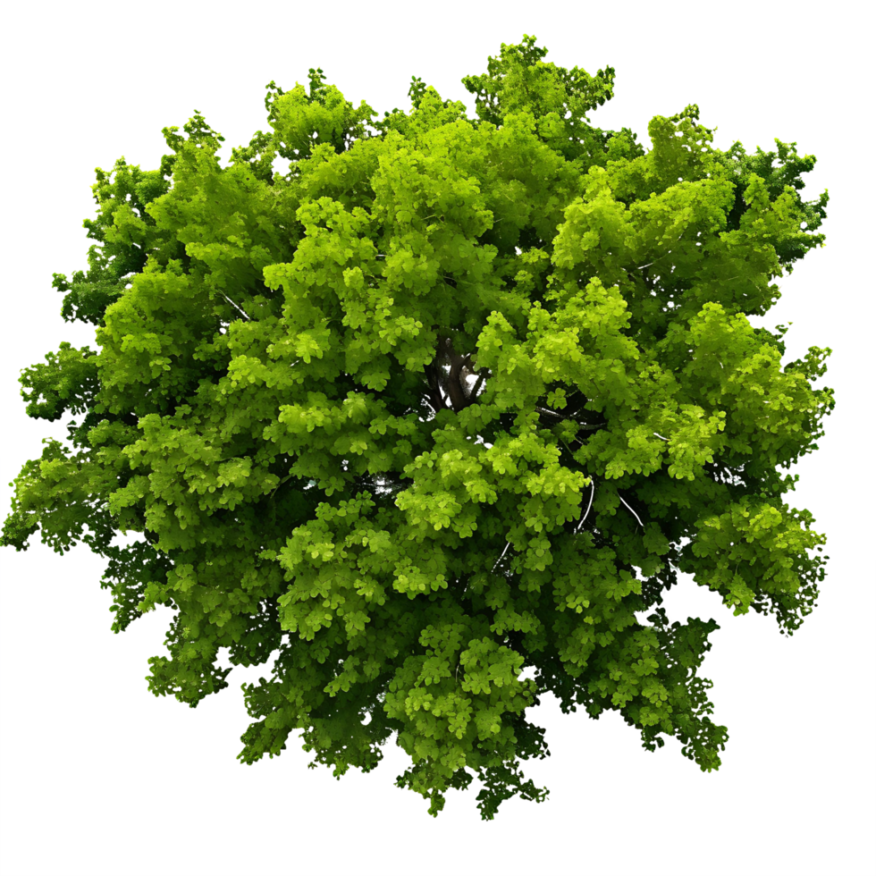 AI generated Nature's Canopy Trees Landscape Cutout with Transparency png