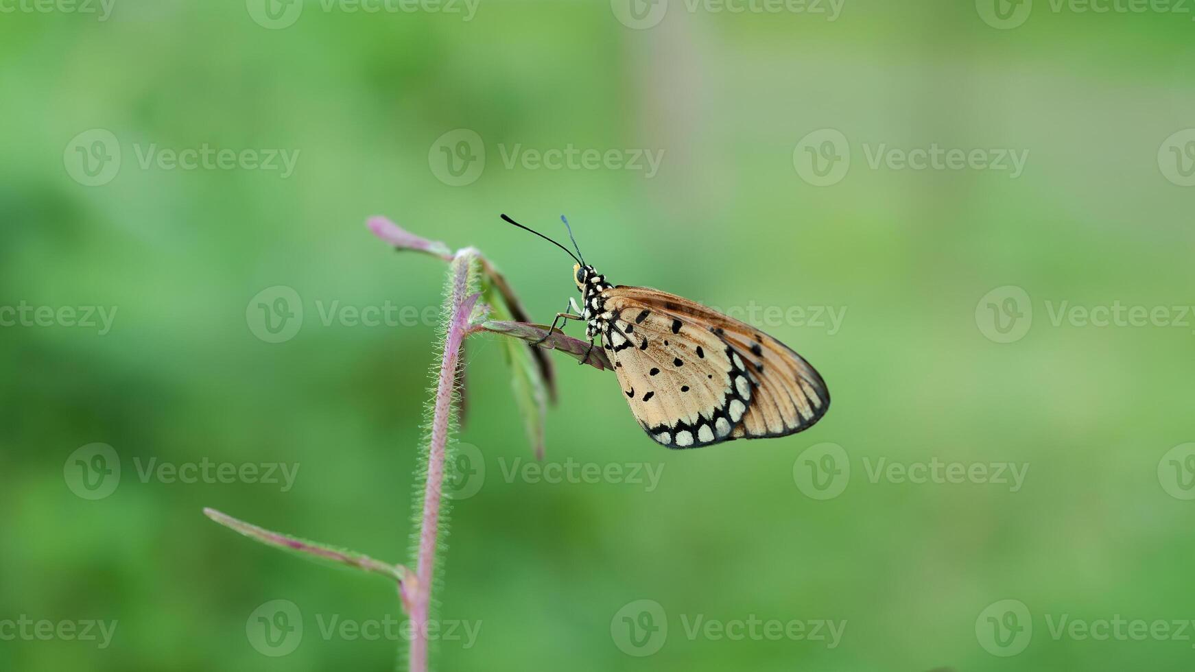 An Orange Butterfly Acraea terpsicore photo