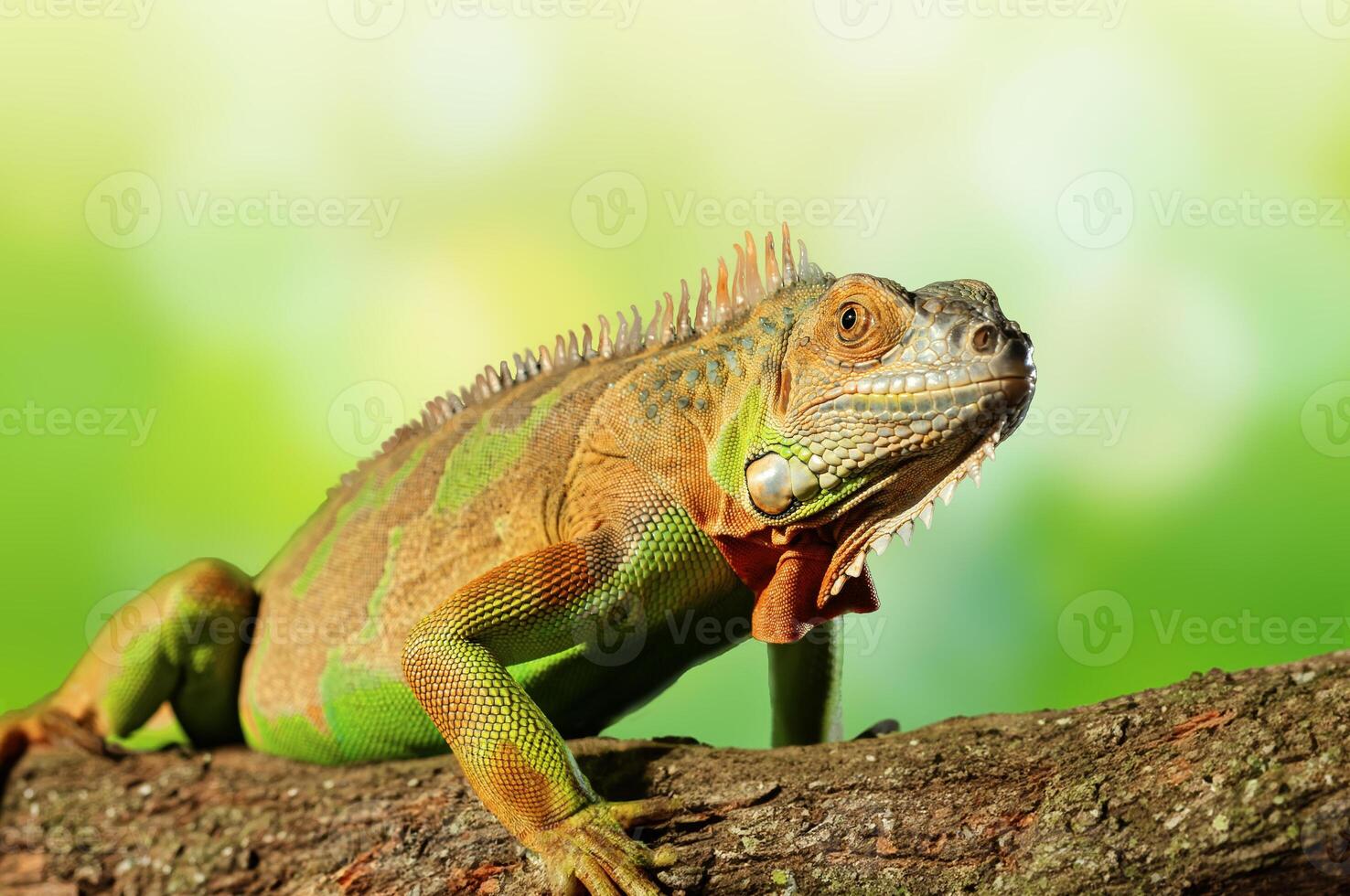a colorful iguana on tree branch photo