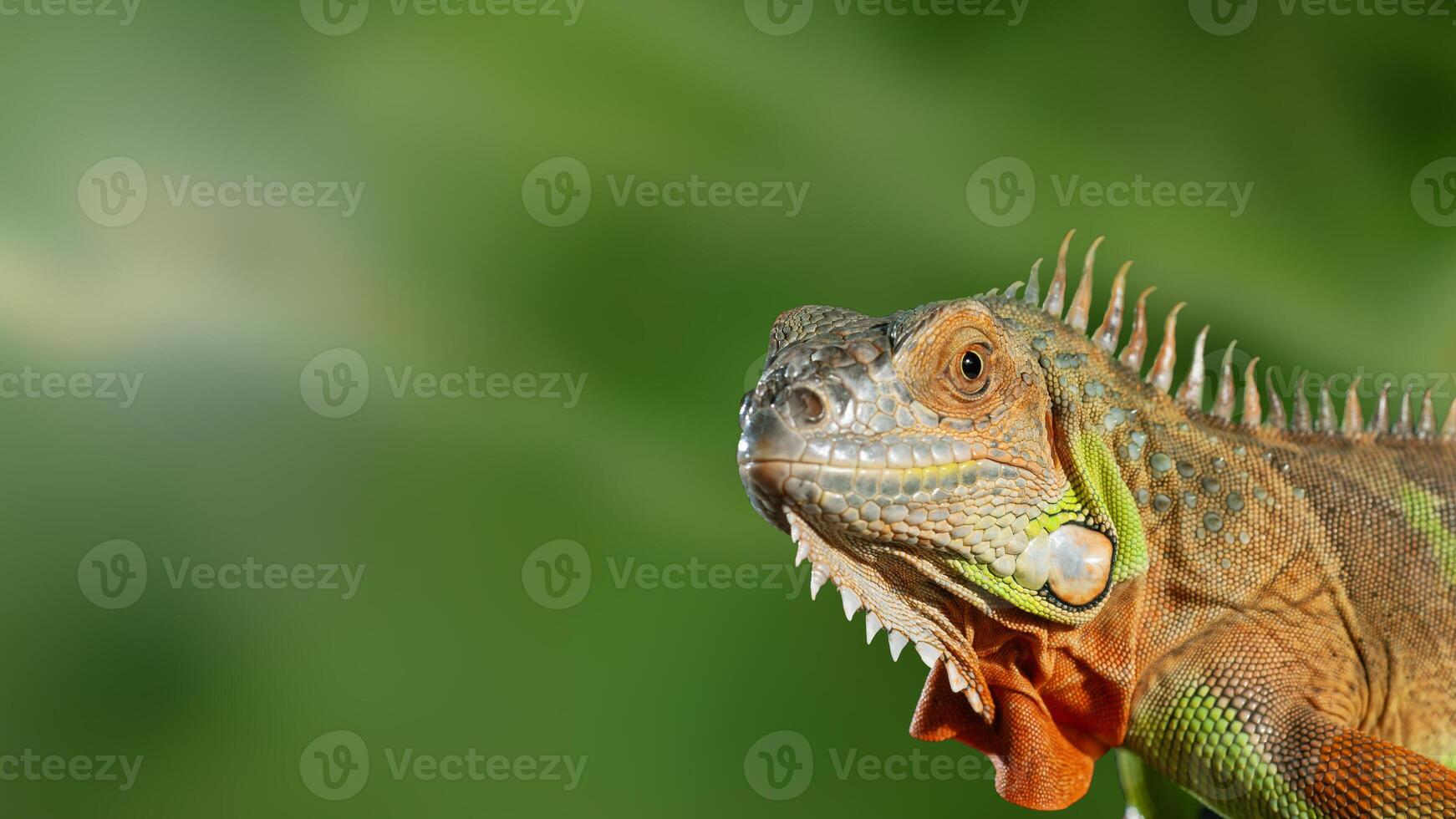 un retrato vistoso iguana posando en contra un verde antecedentes foto