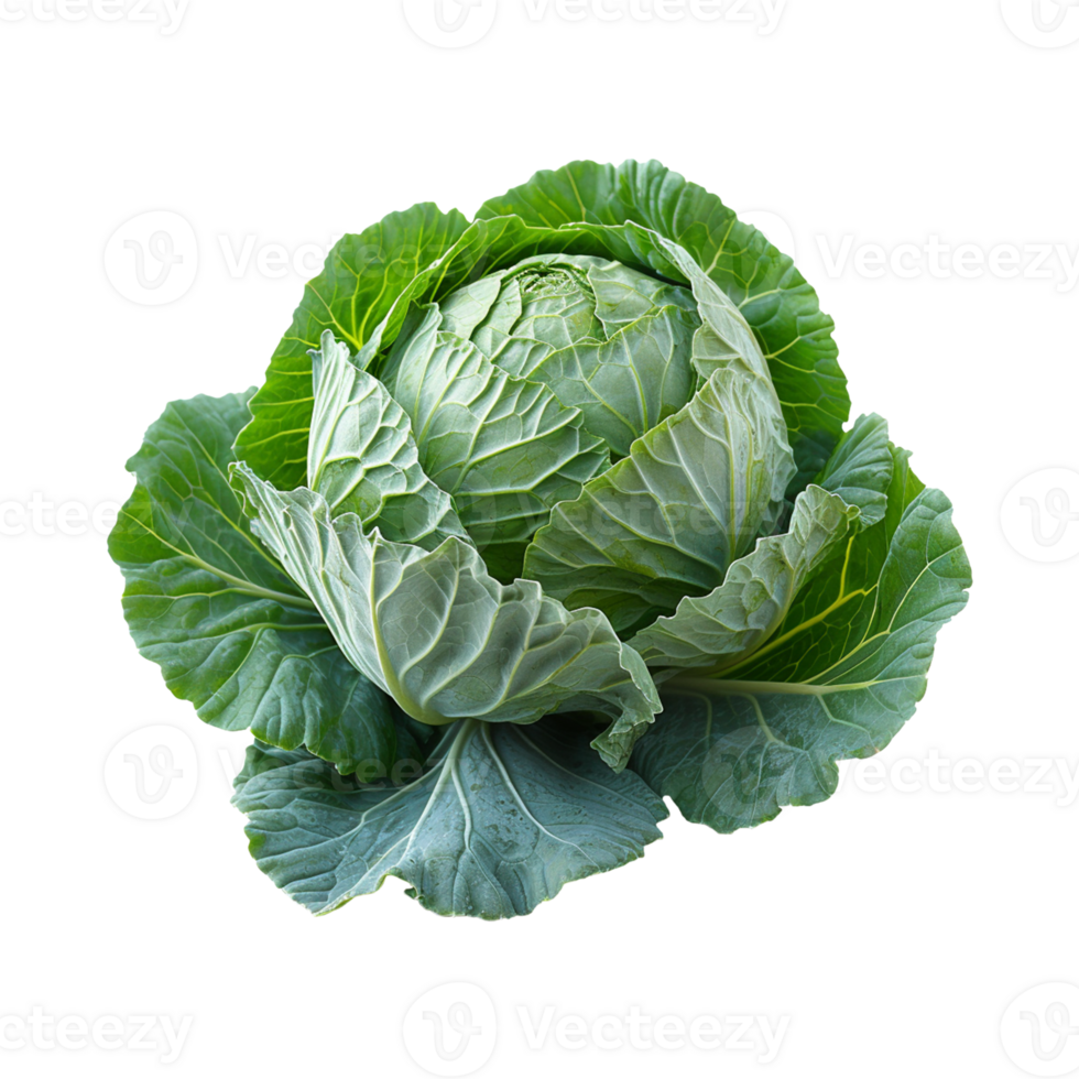 AI generated fresh cabbage isolated on transparent background png