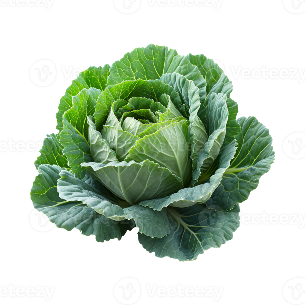 AI generated fresh cabbage isolated on transparent background png