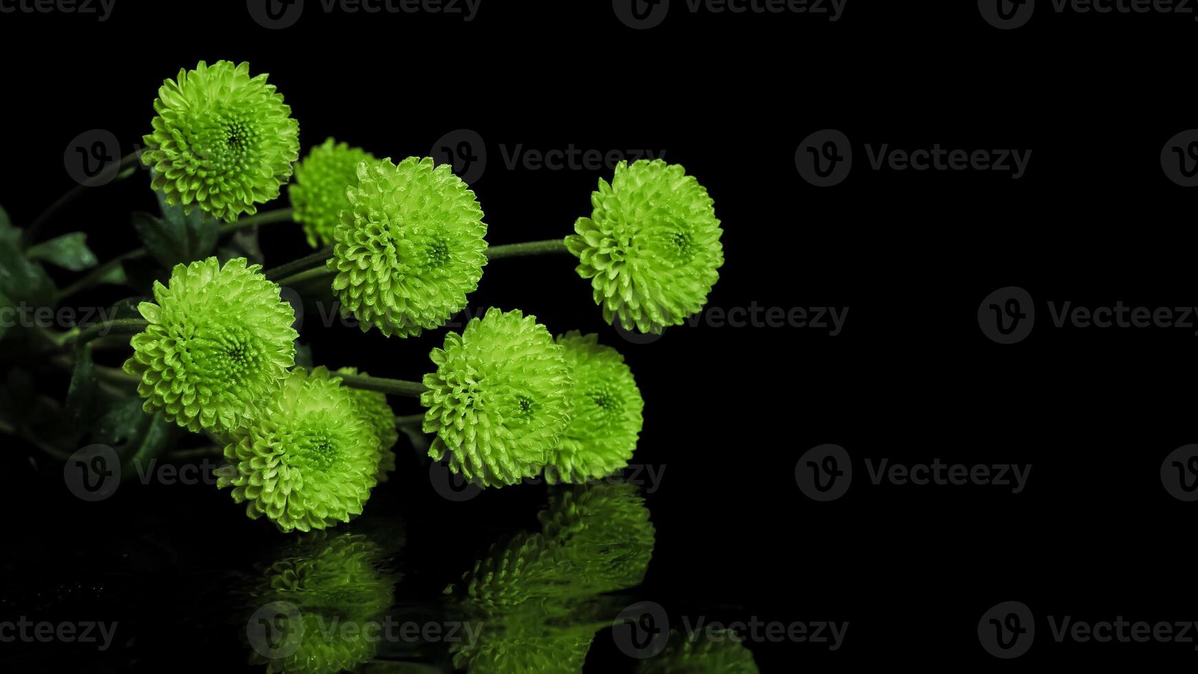 several sprigs of green chrysanthemum flowers photo