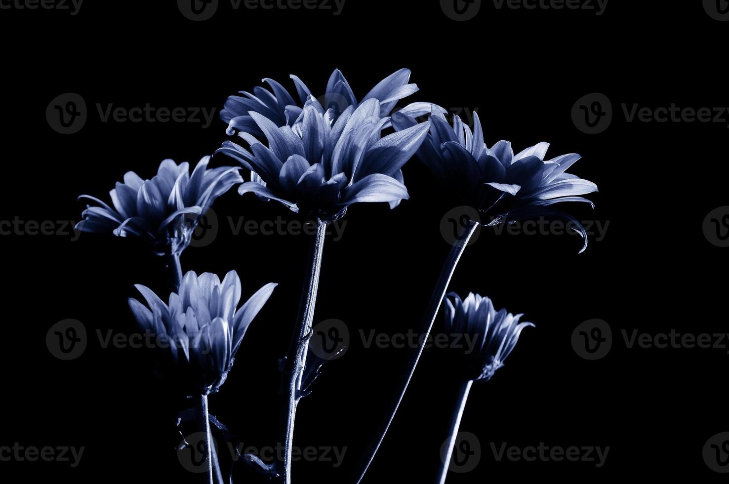 A Sprig of Purple Chrysanthemum Flower on Cyan Color Style photo