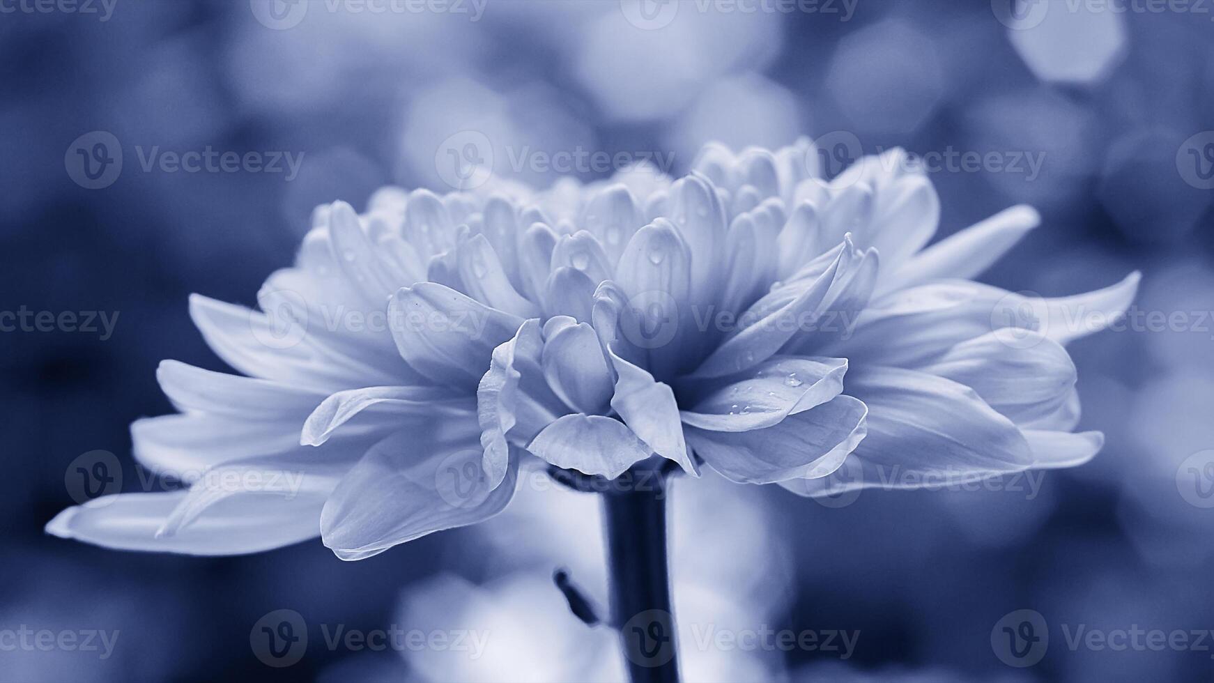 Pink chrysanthemum flowers with green blur background and cyan color style photo