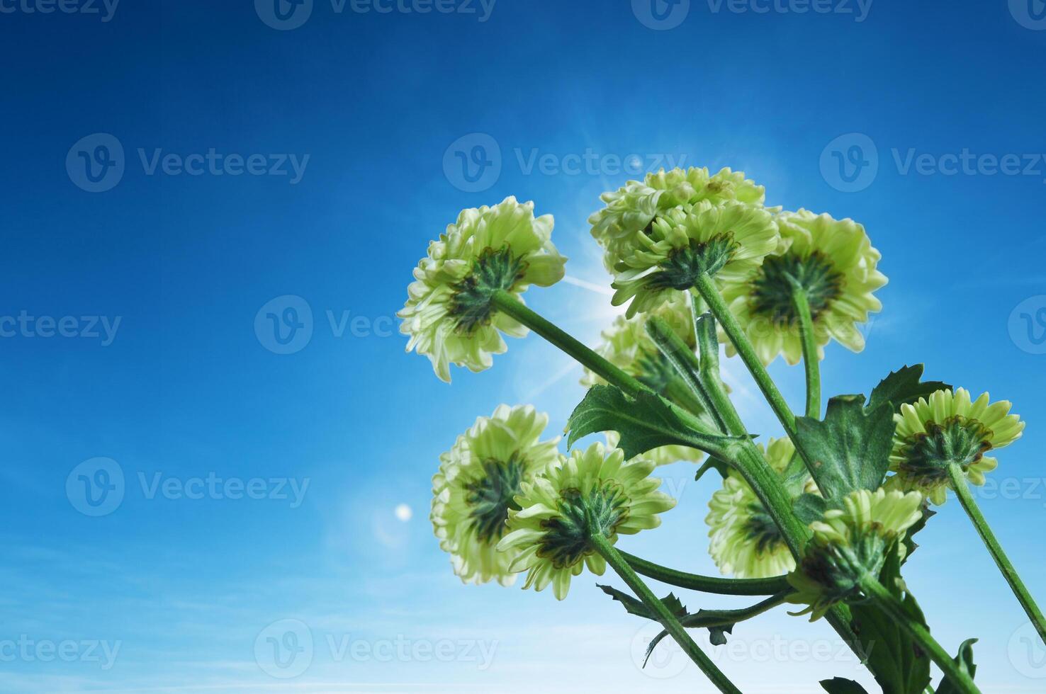 Chrysanthemum morifolium flower with green petals photo