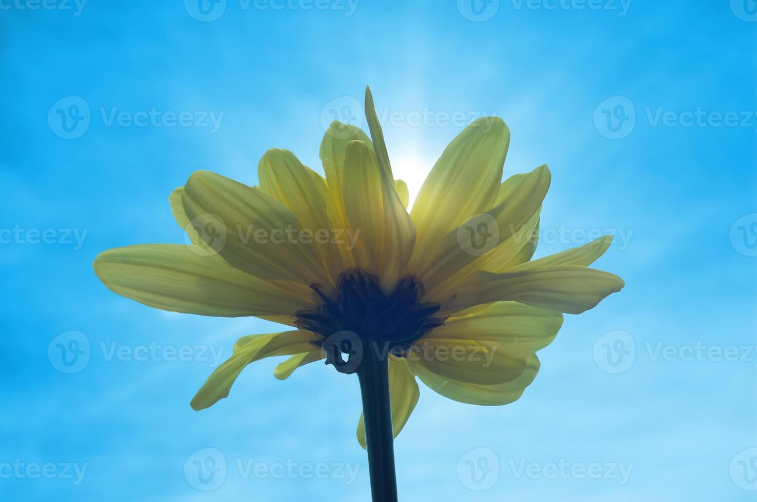 Chrysanthemum lavandulifolium flowers with yellow petals photo