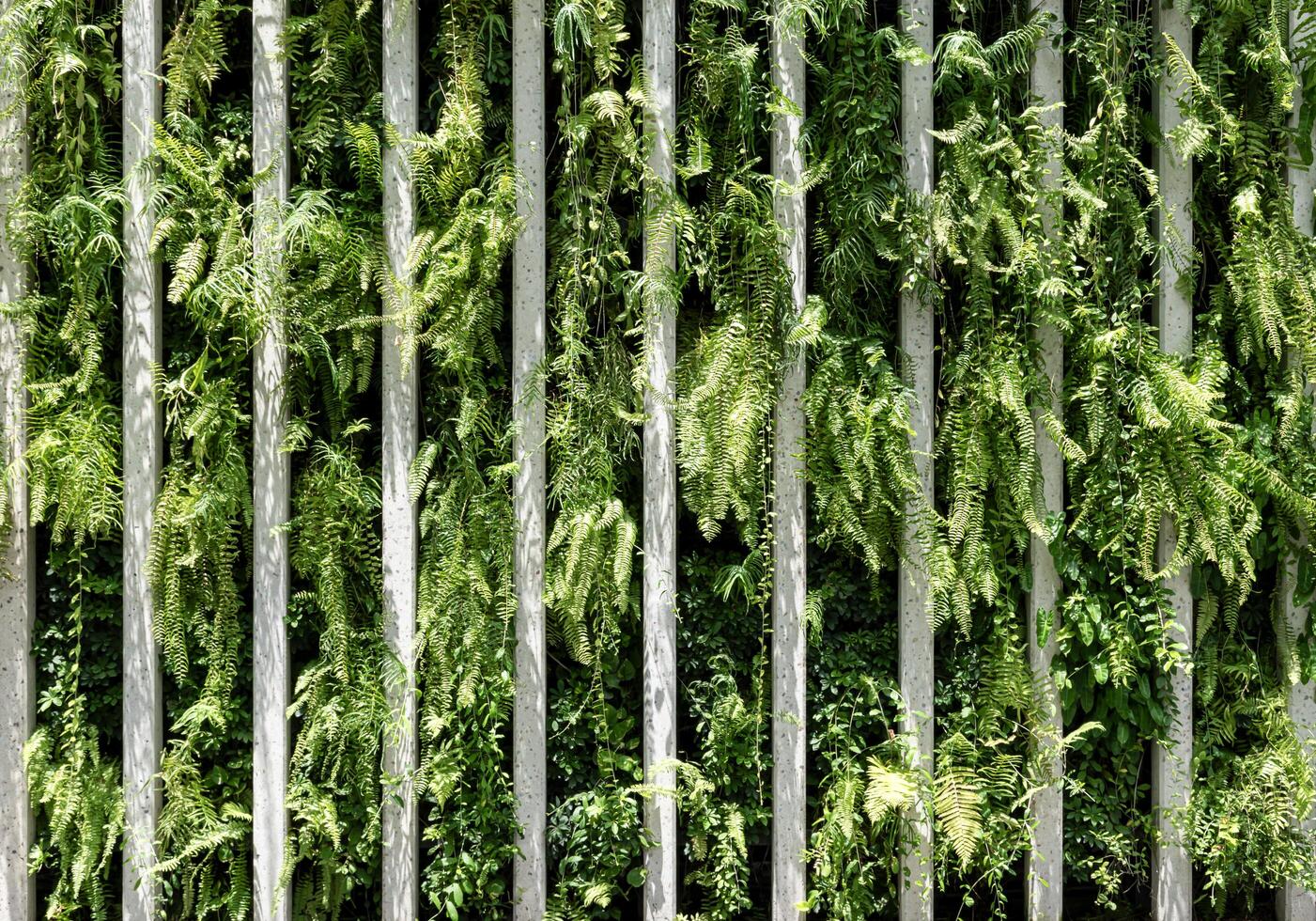 Creeping plant wall fence background photo