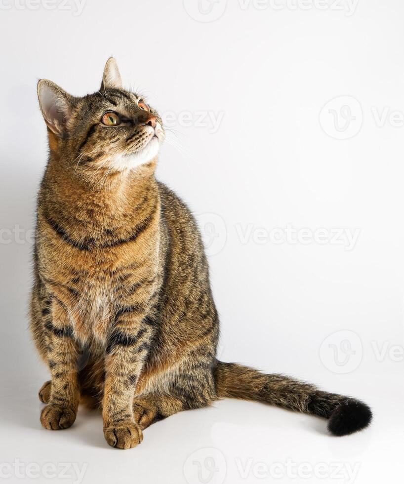 The cat is isolated on a white background. photo
