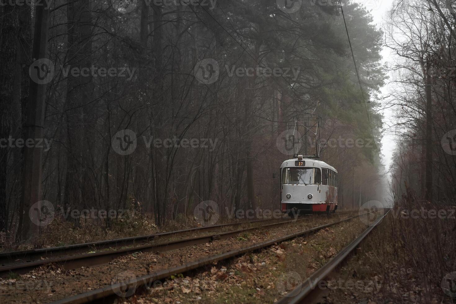 The tram rides on the rails in the forest. Foggy day in autumn. Environmentally friendly city transport. Kyiv, Ukraine. Electric tram. Fog. Tall ship pine trees.. Pine. Nature landscape. Trolley photo