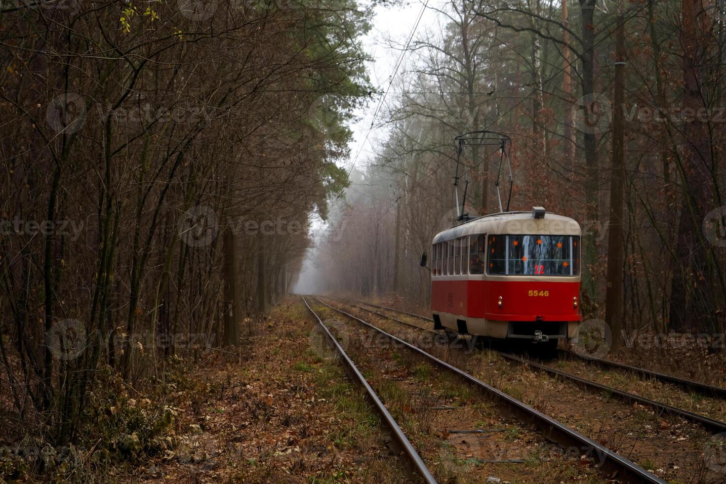The tram rides on the rails in the forest. Foggy day in autumn. Environmentally friendly city transport. Kyiv, Ukraine. Electric tram. Fog. Tall ship pine trees.. Pine. Nature landscape. Trolley photo
