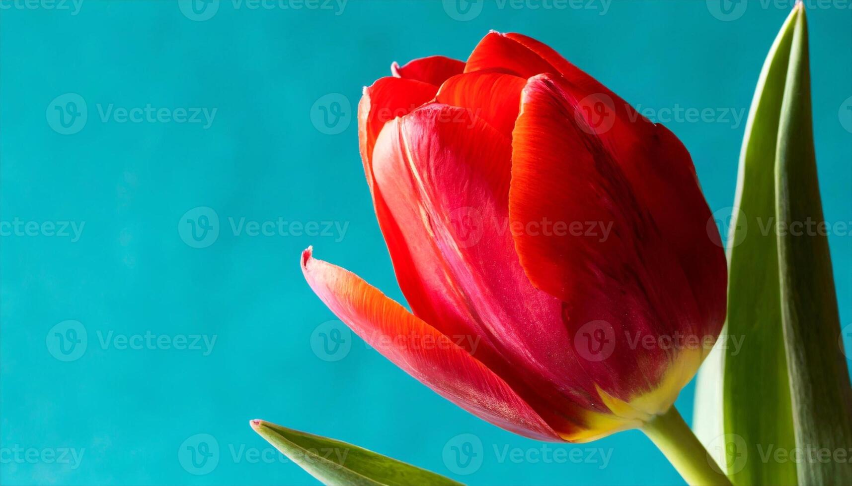 AI generated beautiful tulip isolated on background with negative space photo