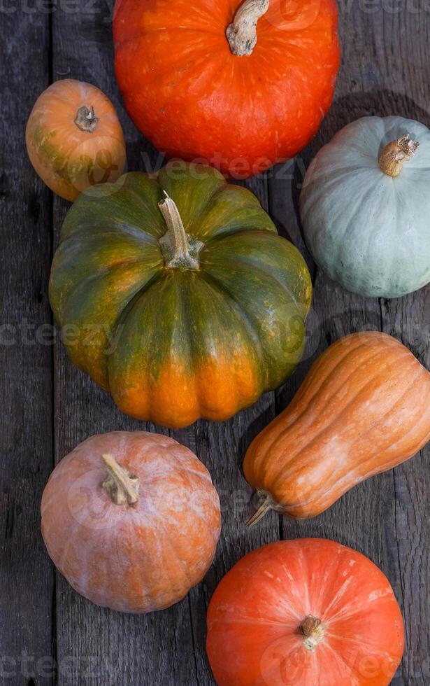 Set of different pumpkins background. Different varieties. Orange, green and gray pumpkin. Autumn harvest. Halloween and Thanksgiving food photo