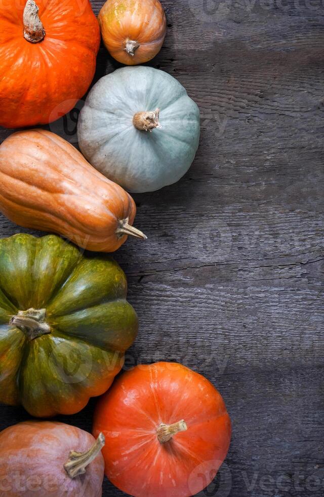 Set of different pumpkins background. Different varieties. Orange, green and gray pumpkin. Autumn harvest. Halloween and Thanksgiving food photo